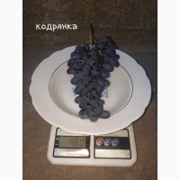 Виноград опт (Кодрянка /Одесский сувенир/Шоколад)