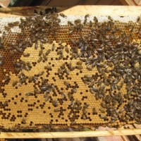 Продам висопродуктивні бджолопакети