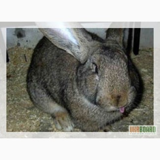 Продам кроликов мясных пород
