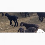 Продам племенных баранов и овец на мясо