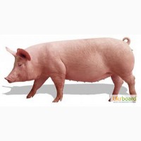 Продам супоросных свиноматок