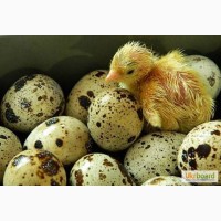 Инкубационное яйцо Перепела Техасский белый