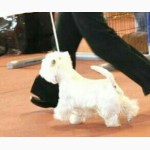 Щенки Вест Хайленд Вайт Терьер /West Highland White Terrier