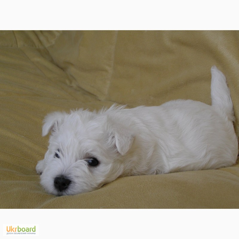 Фото 5. Щенки Вест Хайленд Вайт Терьер /West Highland White Terrier