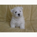 Щенки Вест Хайленд Вайт Терьер /West Highland White Terrier