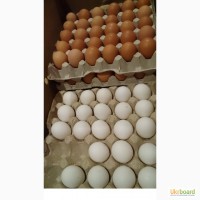 Инкубационное яйцо индюка, утки, несушки, бройлера
