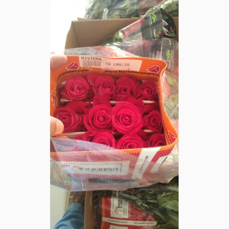 Предлагаем Эквадорскую розу Mondial Оптом напямую от производителя от 1 Коробки