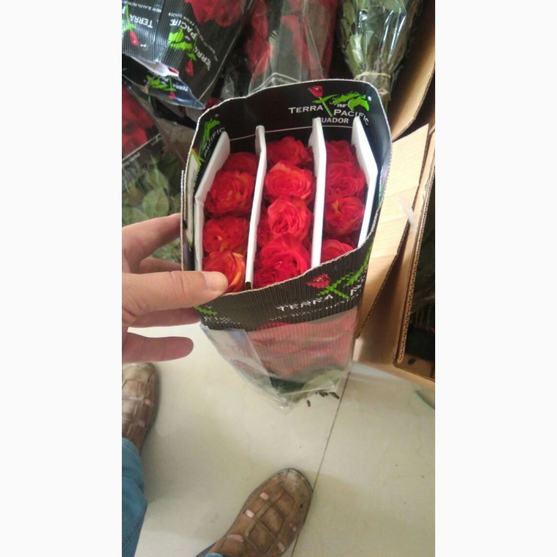Фото 2. Предлагаем Эквадорскую розу Mondial Оптом напямую от производителя от 1 Коробки