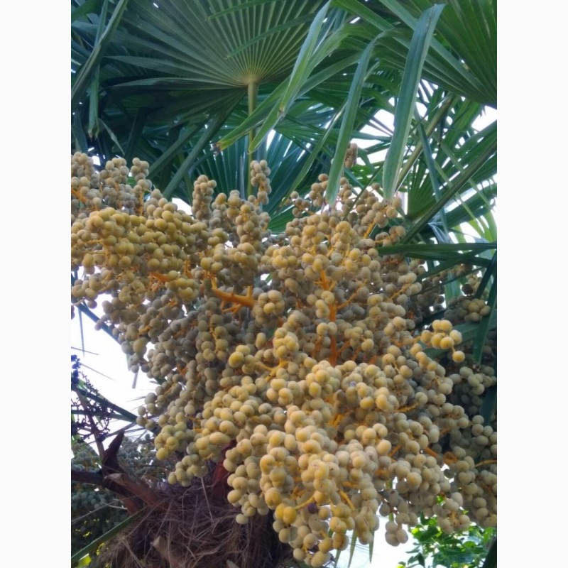 Фото 3. Семена веерной пальмы 2-х видов