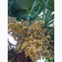 Семена веерной пальмы 2-х видов