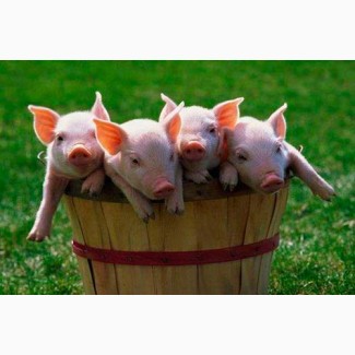 Продам свиней ЖИВОЙ ВЕС