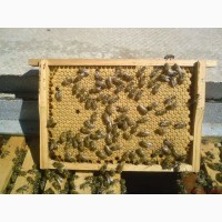 Продам бджоломатки карніка