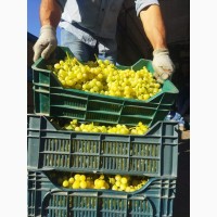 Оптовая продажа винограда