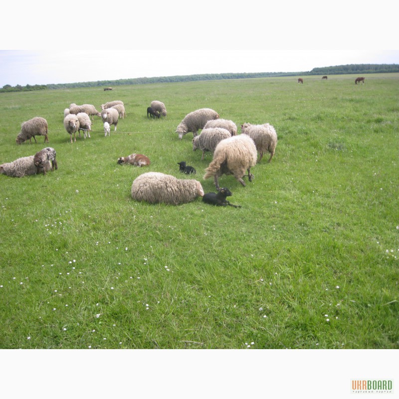 Фото 4. Продам вівці!!!