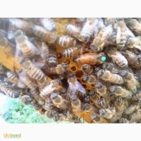 Пчеломатки(пчелы)