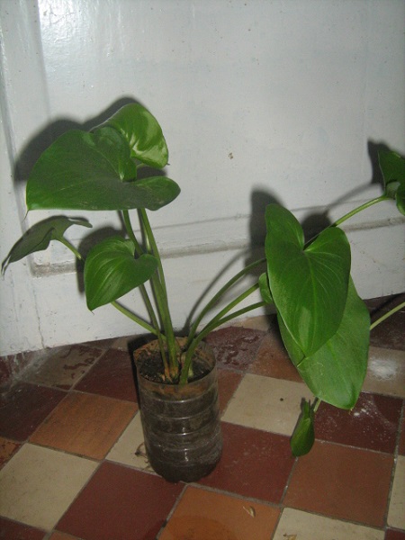 Фото 11. Евкоміс Твінкл Стар- екзотична кімнатна рослина