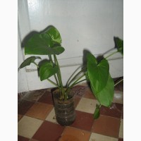 Евкоміс Твінкл Стар- екзотична кімнатна рослина