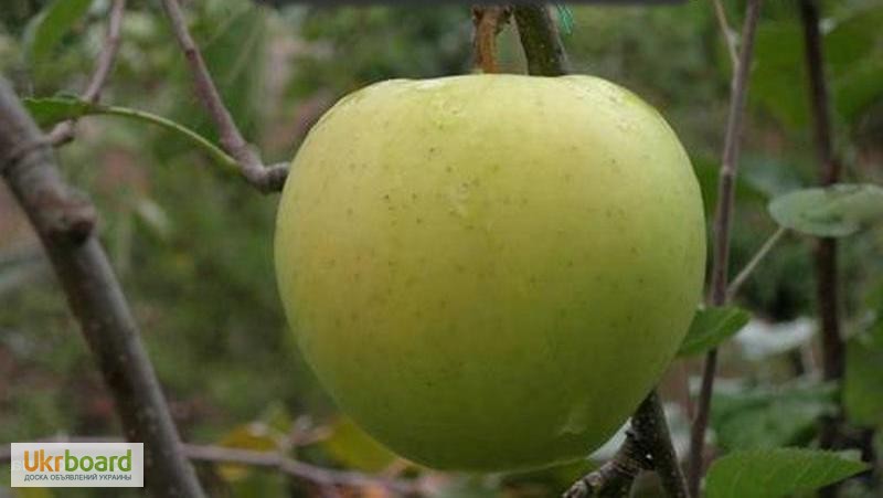Фото 3. Продам высококачественные саженцы яблони на подвое сортовой с гарантией М-106 54-118