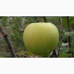 Продам высококачественные саженцы яблони на подвое сортовой с гарантией М-106 54-118