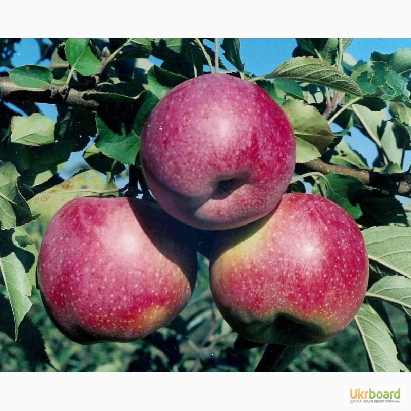Фото 4. Продам высококачественные саженцы яблони на подвое сортовой с гарантией М-106 54-118
