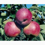 Продам высококачественные саженцы яблони на подвое сортовой с гарантией М-106 54-118