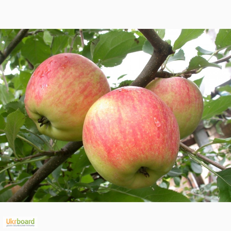 Фото 5. Продам высококачественные саженцы яблони на подвое сортовой с гарантией М-106 54-118
