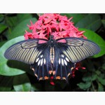 Яркие Живые Бабочки изПакистана