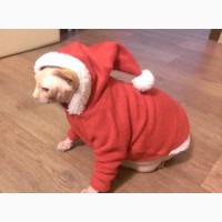 Новогодняя одежда (новогодний костюм) для собаки или сфинкса