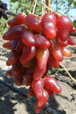 Фото 2. Черенки (чубуки) винограда. Новая коллекция сортов