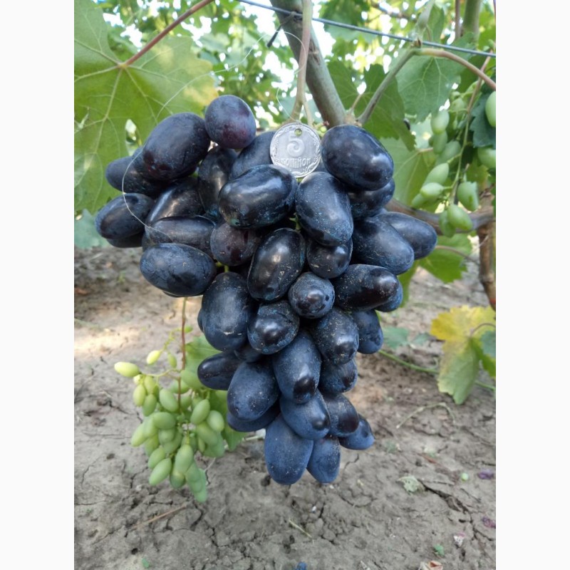 Фото 5. Черенки (чубуки) винограда. Новая коллекция сортов