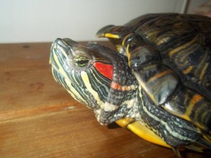 Фото 2. Красноухая черепаха