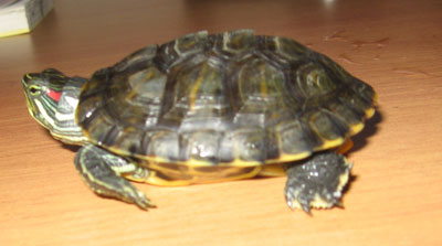 Фото 3. Красноухая черепаха