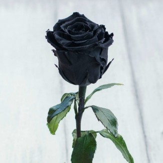 Подарок вызывающий восторг Стабилизированная роза в колбе Lerosh – Standart 33 см, Черная