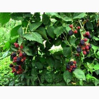 Продам саженцы Ежевики и много других растений (опт от 1000 грн)