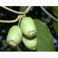 Продам саженцы Киви-мини - Актинидия и много других растений (опт от 1000 грн)