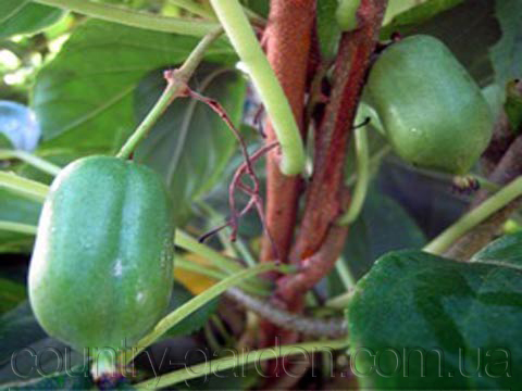 Фото 2. Продам саженцы Киви-мини - Актинидия и много других растений (опт от 1000 грн)