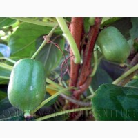 Продам саженцы Киви-мини - Актинидия и много других растений (опт от 1000 грн)