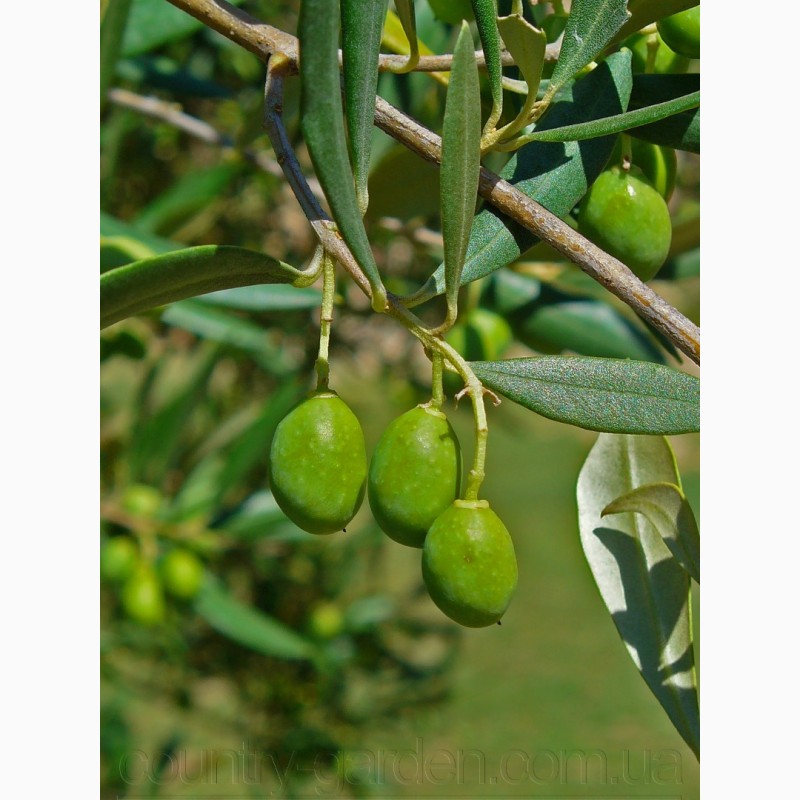 Фото 8. Продам саженцы Киви-мини - Актинидия и много других растений (опт от 1000 грн)