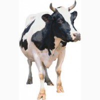 Комбікорм добавка для корів телят бичків доставка