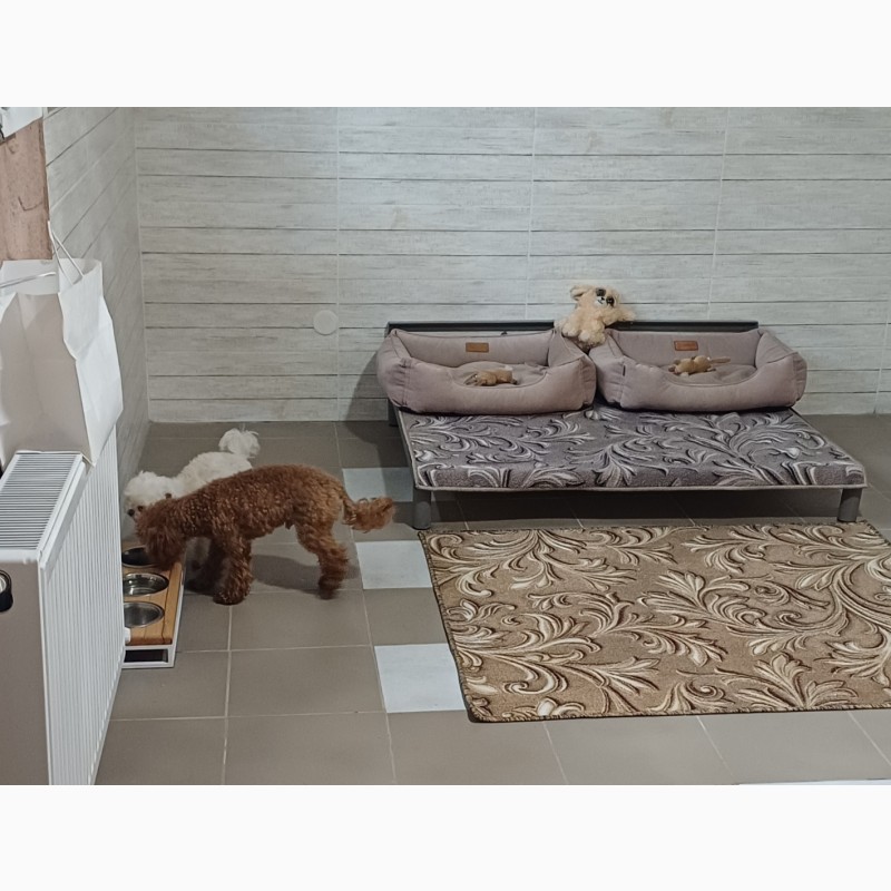 Фото 19. Готель для перетримки собак в Києві -Dogs Hotel Пес