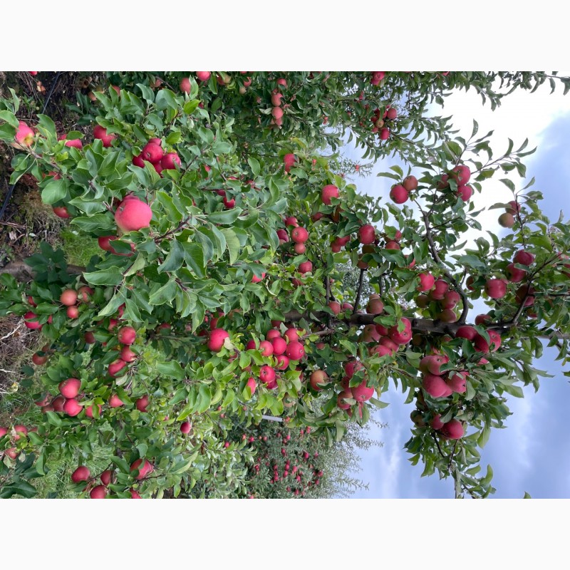 Фото 5. Продам яблука з саду