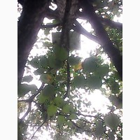 Продам орех лесной(лищина деревовидная