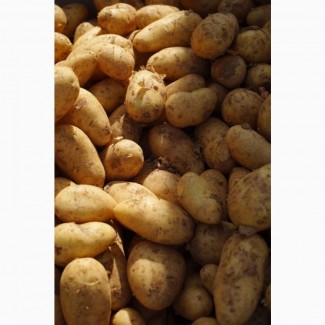 Продаж картоплі оптом, великі обсяги, Волинська область